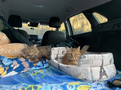 transporting cats long distance.